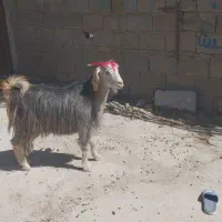 یک عدد بز جوان