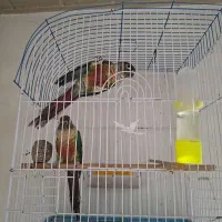 یک جفت گرینچیک ‌ودوجفت عروس هلندی