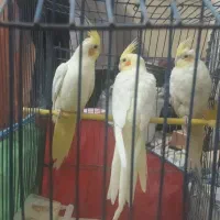 یک جفت عروس هلندی روی تخم