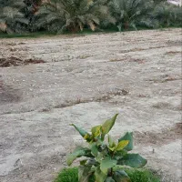 2080متر زمین در شهر قلعه قاضی|فروش زمین و ملک کلنگی|قلعه قاضی, |دیوار