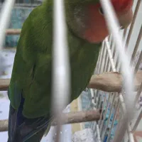 کوتوله برزیلی صورت هلویی|پرنده|فردوسیه, |دیوار