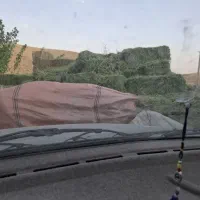 یونجه