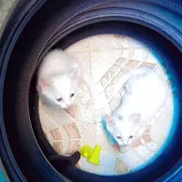بچه گربه میکس پرشین
