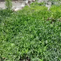 نشاء گوجه کوردی(محلی)