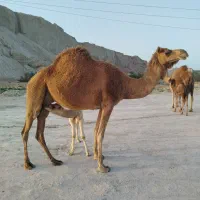 فروش شترزارغ