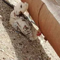 مرغ وخروس گلین