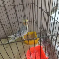 عروس هلندی|پرنده|اسلام‌شهر, مسکن مهر اسلاشهر (شهرک امام خمینی)|دیوار