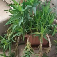 گل وگیاه کاکتوس