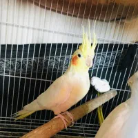 عروس هلندی ماده