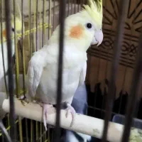 2جفت عروس هلندی