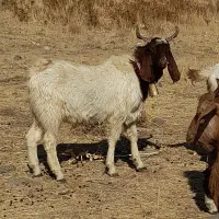 نر بز پاکستانی