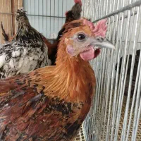 نیمچه خروس بومی جوجه بوقلمون بورن(جوجه هدیه بگیرین
