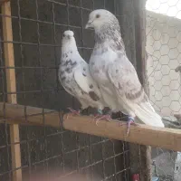 کفترای دهنجور بعدازظهری|پرنده|تهران, بهارستان|دیوار