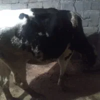 گاوهولندیشیری|حیوانات مزرعه|تالش, جوکندان|دیوار