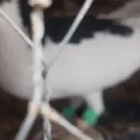 کبوتر