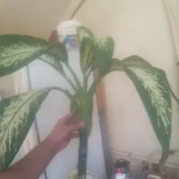 گل دیفن باخیا