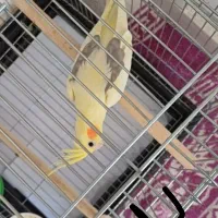 عروس هلندی دستی|پرنده|نورآباد, |دیوار