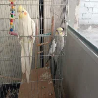 عروس سخنگو|پرنده|ری, شهرک نظامی|دیوار