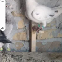 کبوتر گمشده باخت خورده