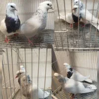 چند جفت طوقی و ۳عدد ساده سیاه