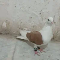 کبوتر