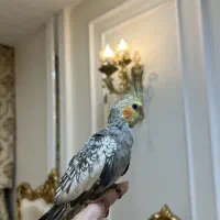 ۲عروس هلندی گلباقالی و آهویی ناز۲ماهه کاملاسرحال