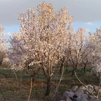 واگذاری باغ بادام و پسته در ینگی کند|اجارهٔ دفتر صنعتی، کشاورزی، تجاری|خسروشاه, |دیوار