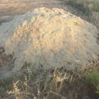 کاه جو و گندم