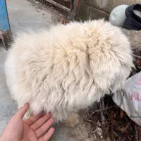 سگ پا کوتاه سفید