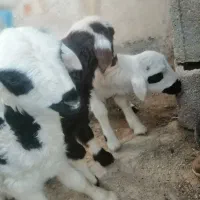 بره شیری