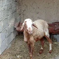 گوسفندجوان پول لازم مفت
