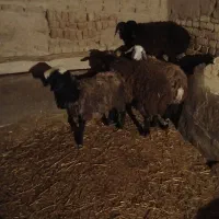 بره ماده|حیوانات مزرعه|دشتابی, |دیوار