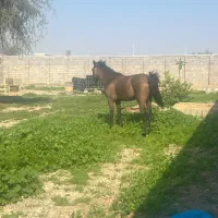 ملک ۱۲۲۱متری باغ