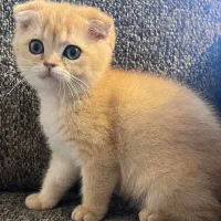 گربه اشرافی|گربه|ایلام, |دیوار