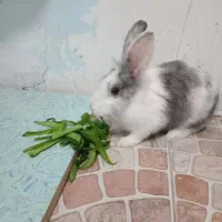 خرگوش