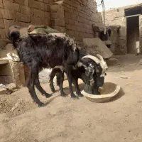سلام بز جوان  باکهره