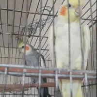 یک جفت عروس هلندی