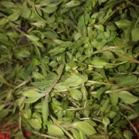 آویشن چای کوهی