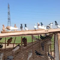 کفتر پرنده|پرنده|الوند, |دیوار