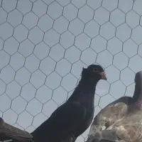 کبوتر سیاه کاکولی کرمونی|پرنده|شیراز, جرسقان|دیوار