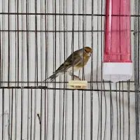 سهره قناری ۵ ماهه زیر دهن فتاح بوده|پرنده|بیجار, |دیوار