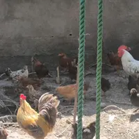 مرغ و خروس و غاز و اردک|حیوانات مزرعه|رشت, حومه رشت|دیوار