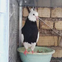 جفت طوق سیاه