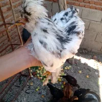 جوجه سلطان