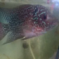 فلاور کانفا