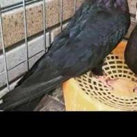 زاغ گمشده چندروزپیش