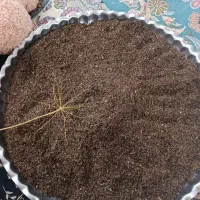 زیره کوهی تازه امسالی