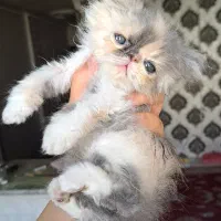 گربه پرشین اصیل سوپرفلت