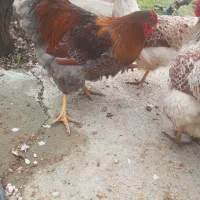 خروس ویاندوت