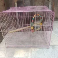 قفس پرنده